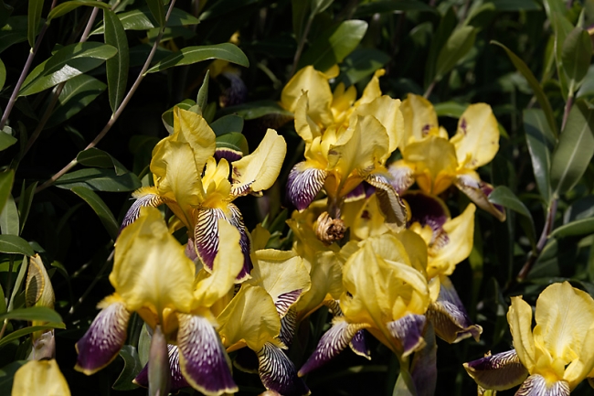 Jardin des Impressionnistes-MAI14-054